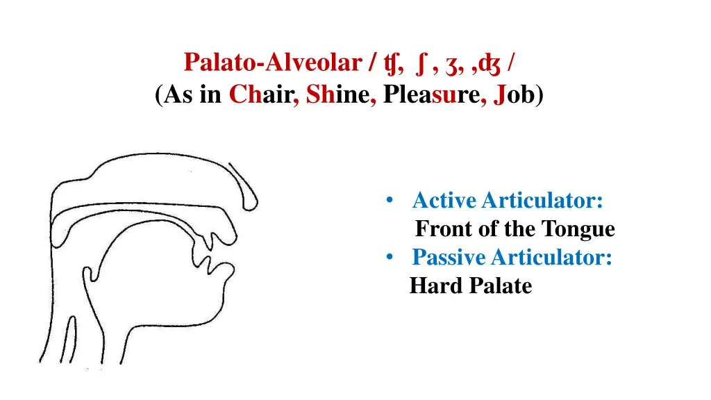 palato alveolar as in chair shine pleasure job