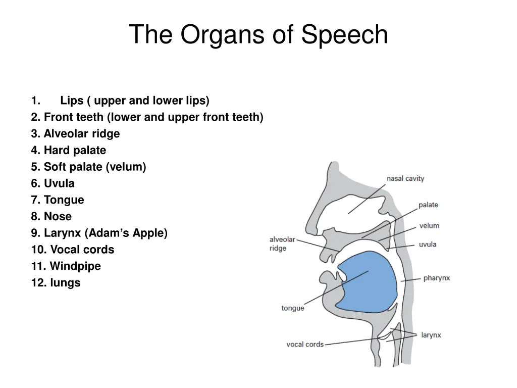 the organs of speech