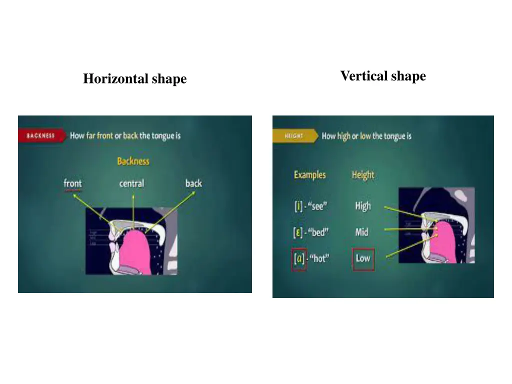 vertical shape