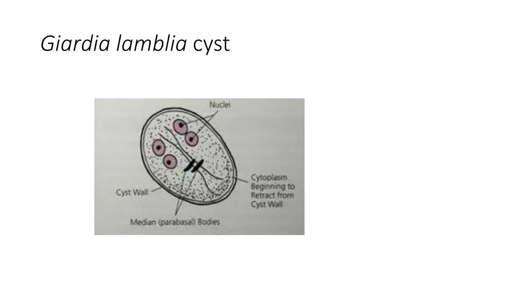 giardia lamblia cyst