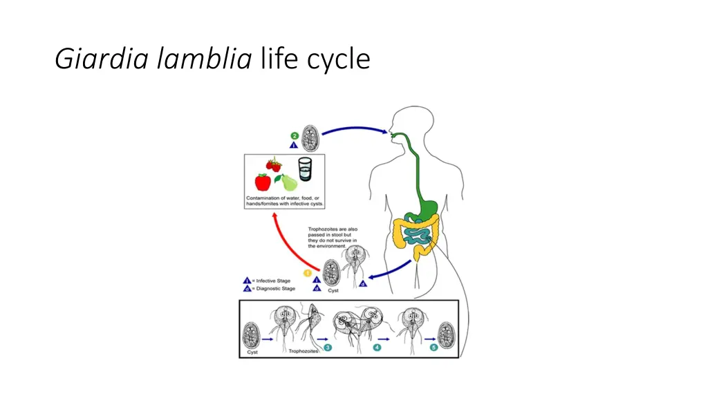 giardia lamblia life cycle