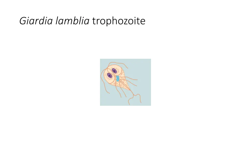 giardia lamblia trophozoite