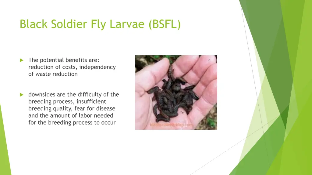 black soldier fly larvae bsfl