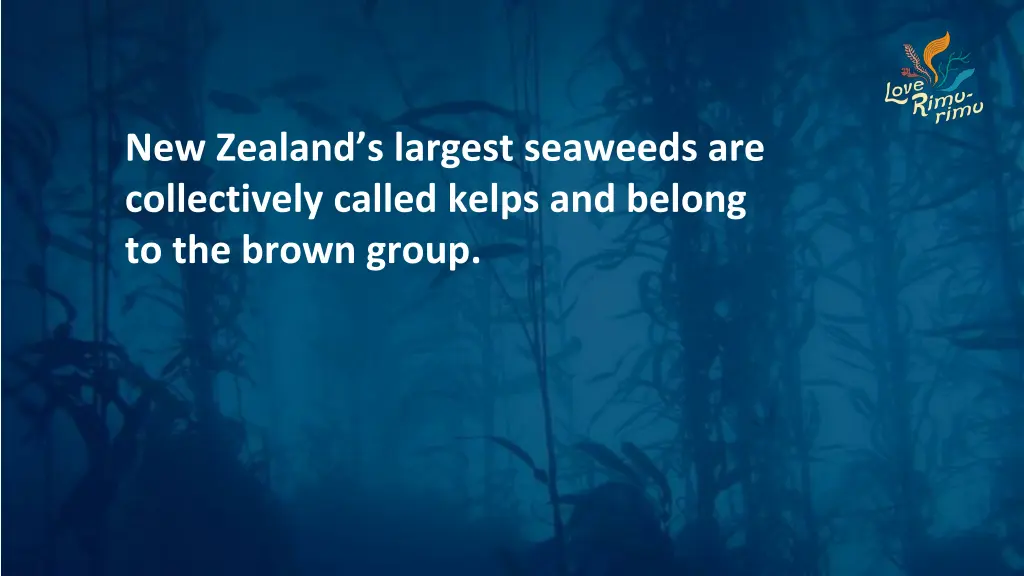 new zealand s largest seaweeds are collectively