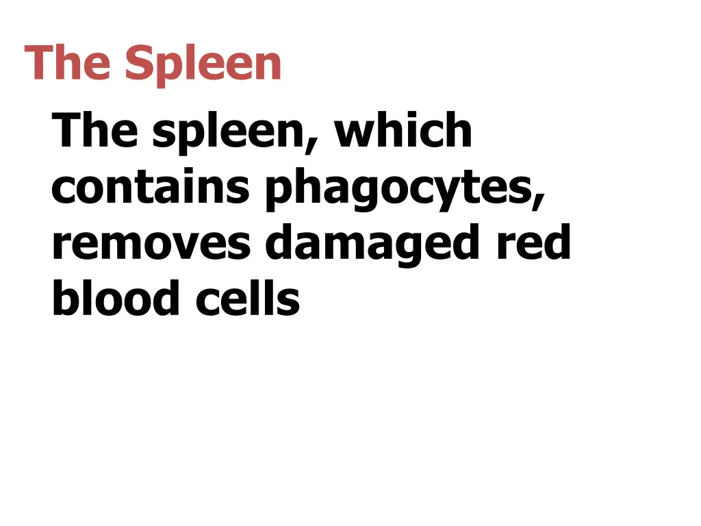 the spleen the spleen which contains phagocytes