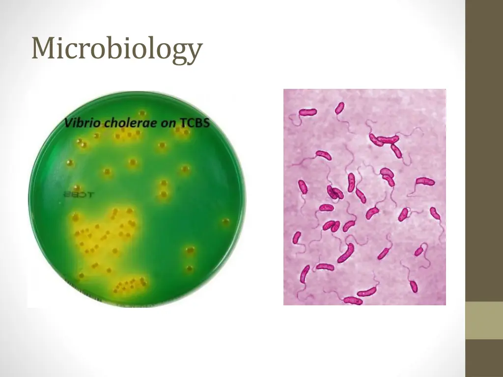 microbiology