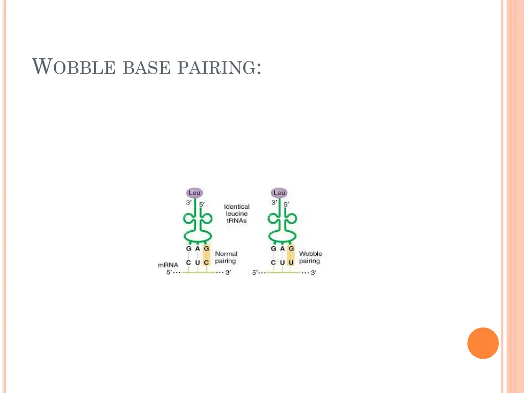 w obble base pairing