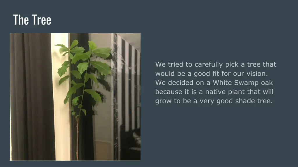 the tree