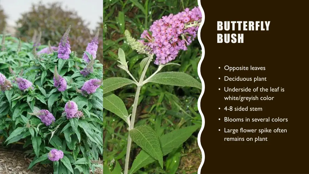 butterfly bush