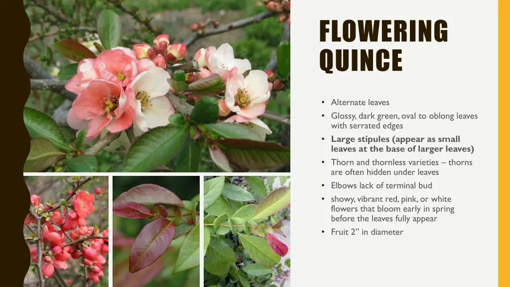flowering quince