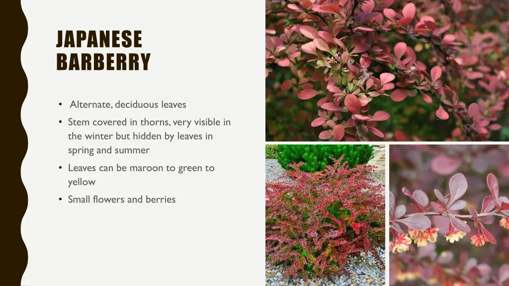 japanese barberry