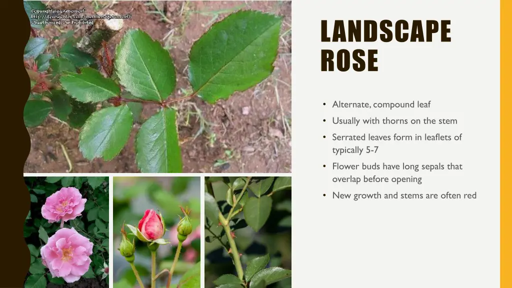 landscape rose