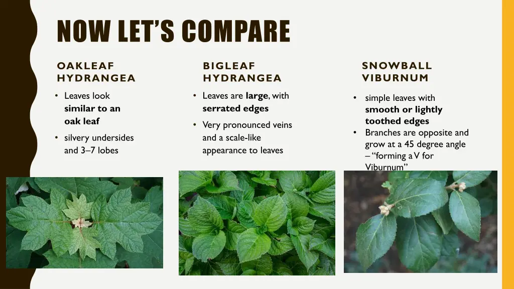 now let s compare