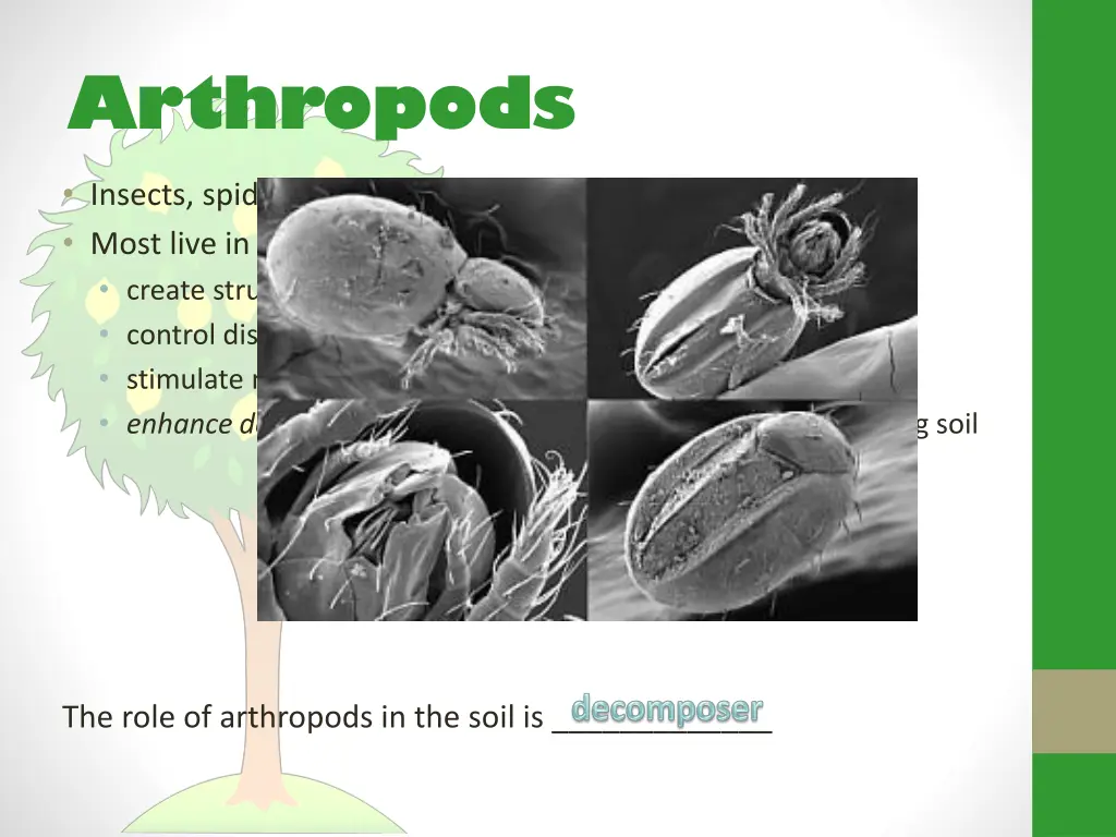 arthropods