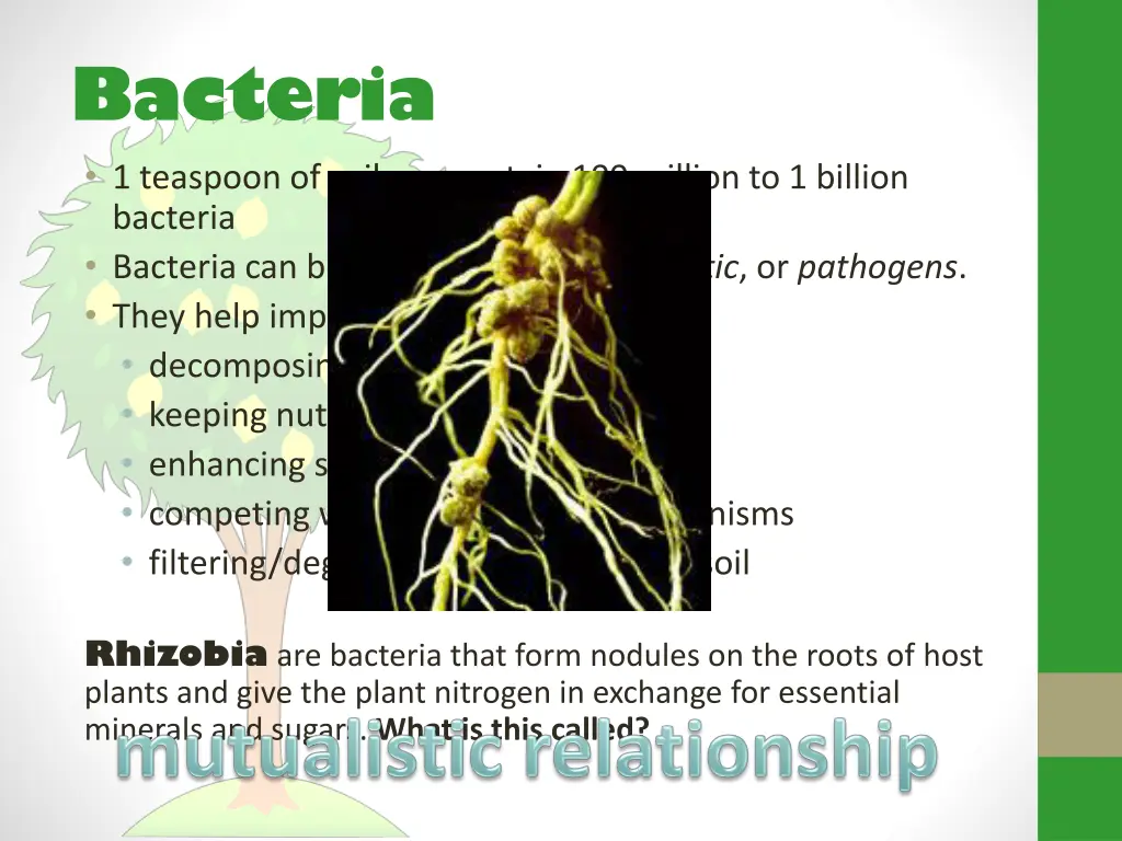 bacteria 1 teaspoon of soil can contain