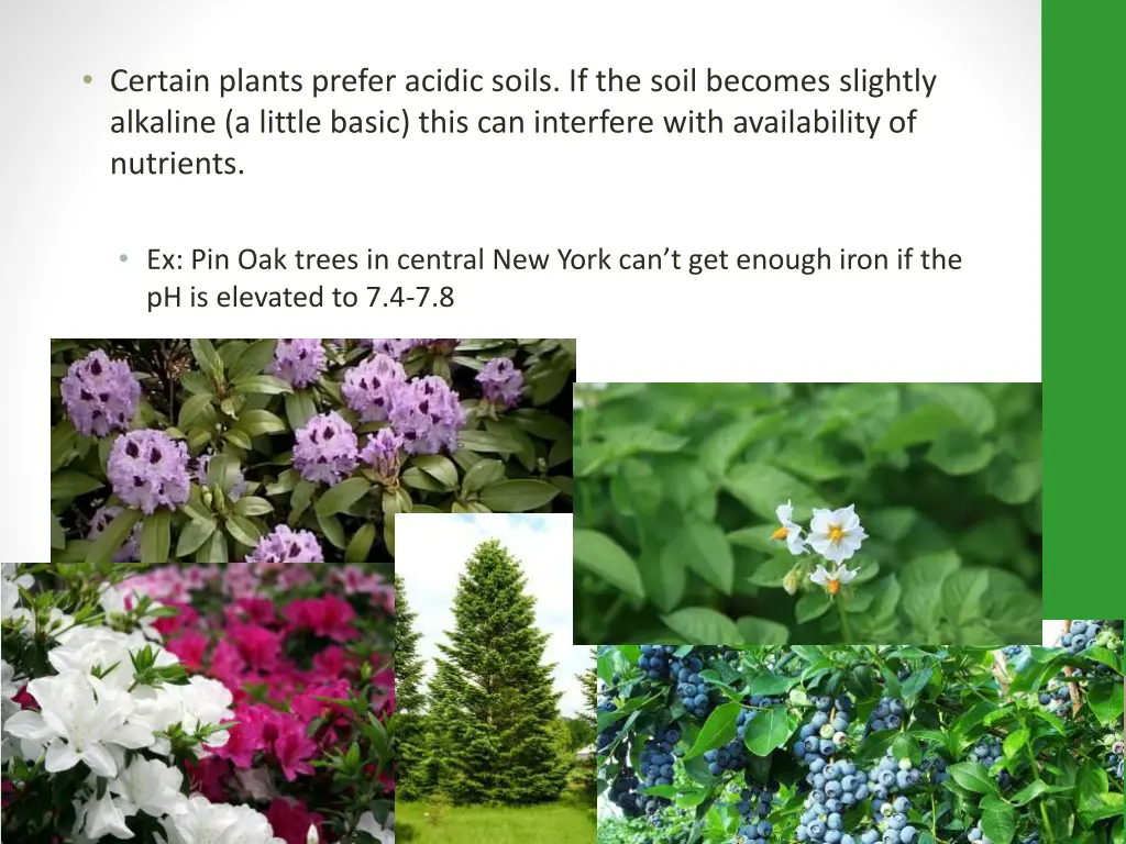 certain plants prefer acidic soils if the soil