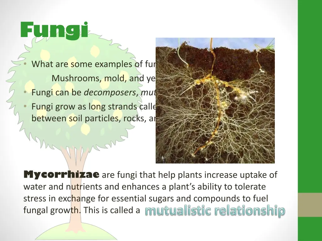 fungi