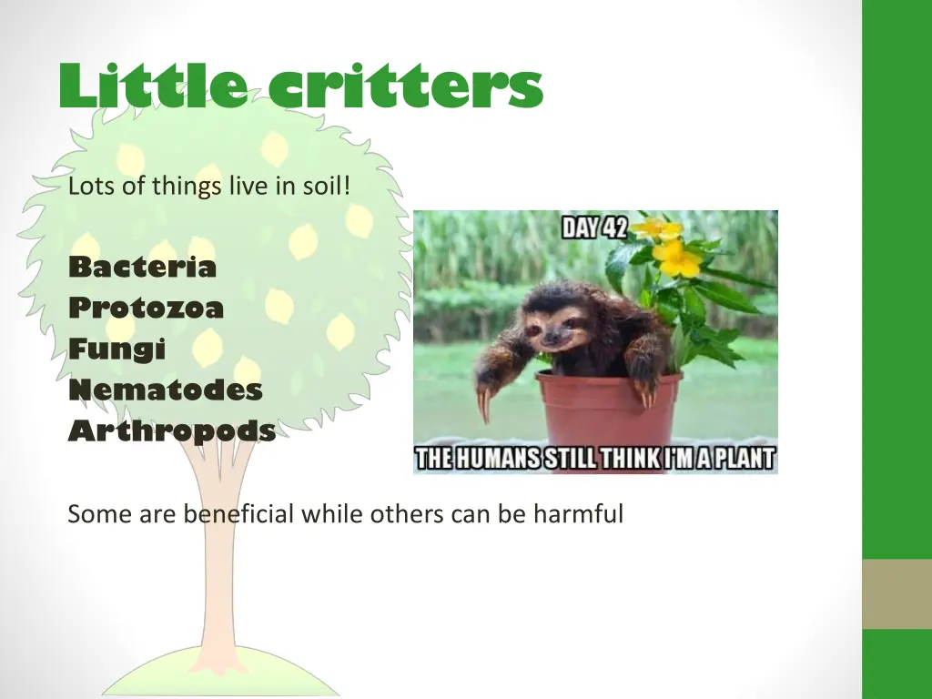 little critters