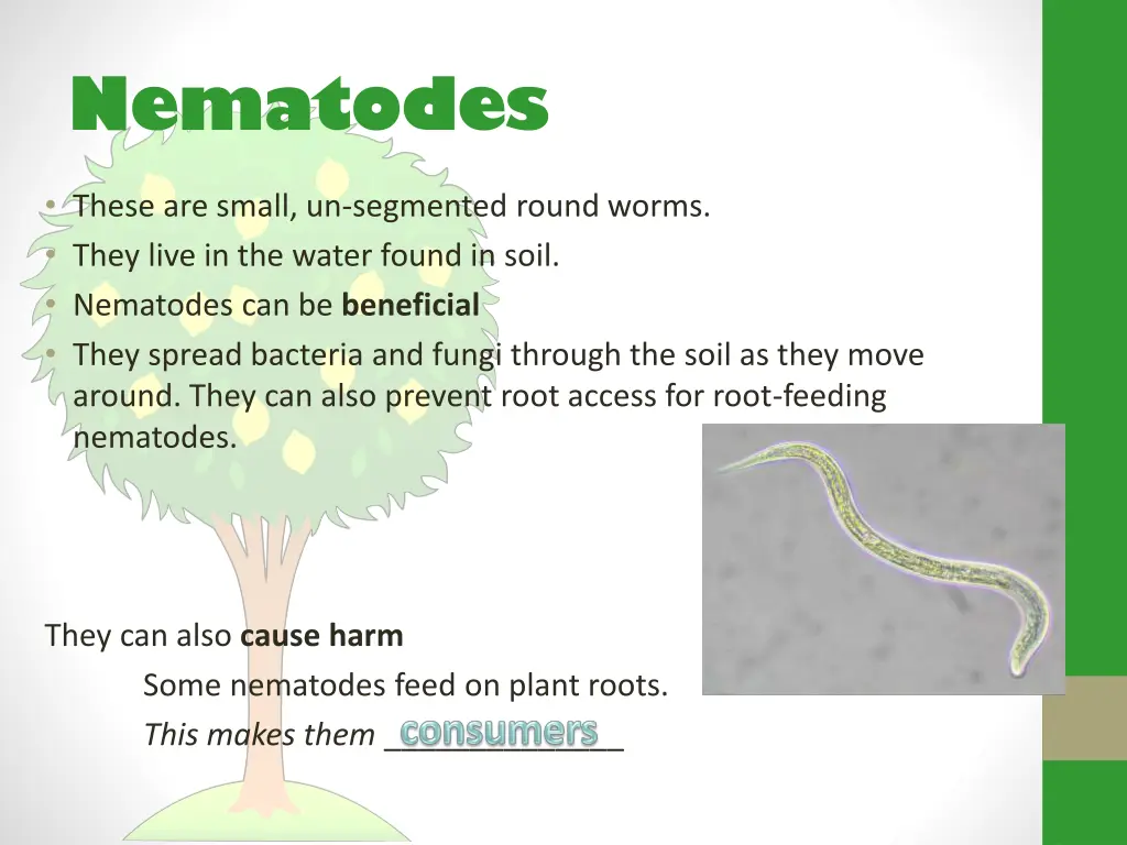 nematodes