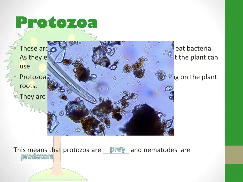 protozoa