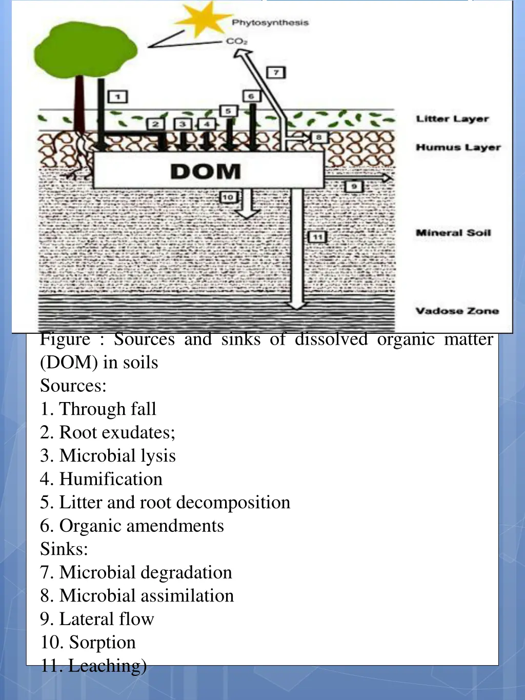 figure sources and sinks of dissolved organic