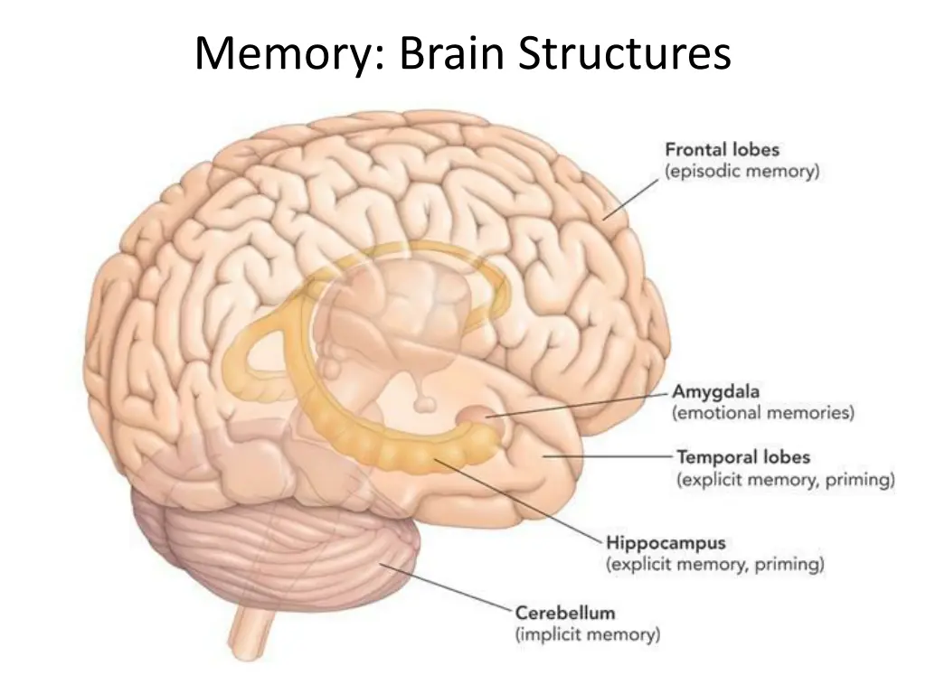 memory brain structures