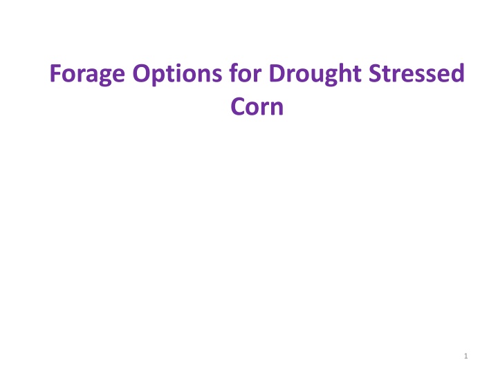 forage options for drought stressed corn