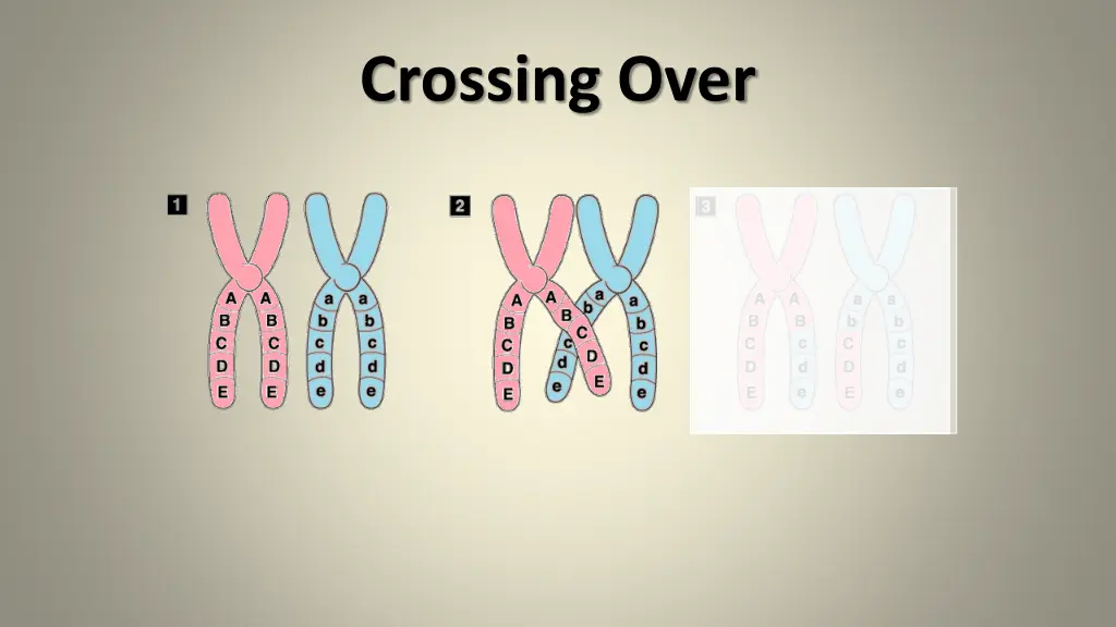 crossing over 1