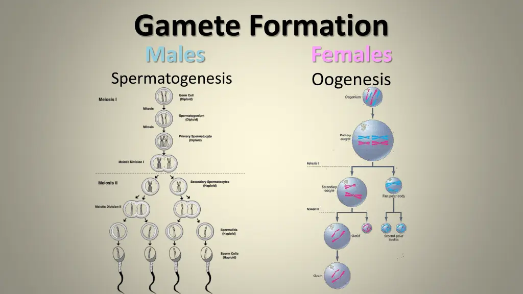gamete formation males spermatogenesis