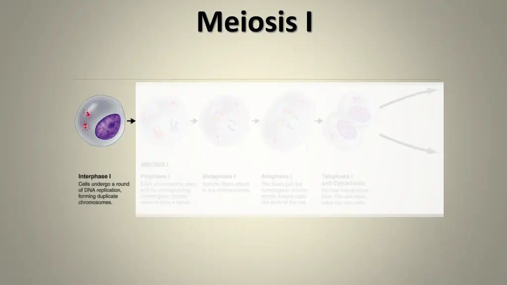 meiosis i 1