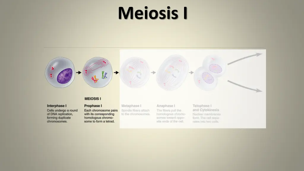 meiosis i 2