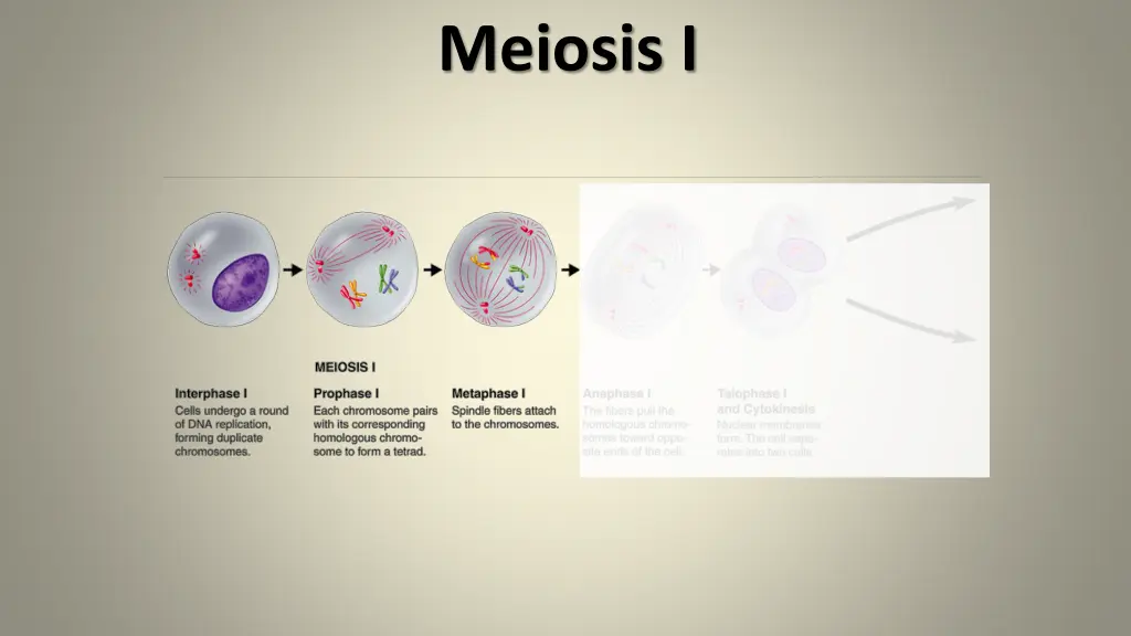 meiosis i 3