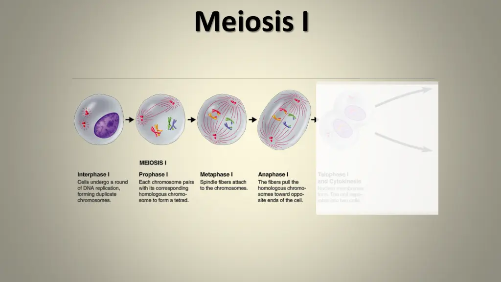 meiosis i 4