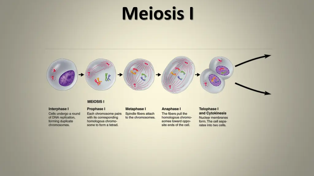 meiosis i 5
