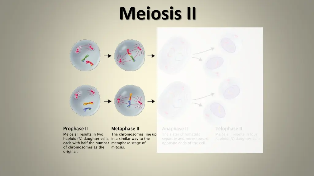 meiosis ii 1