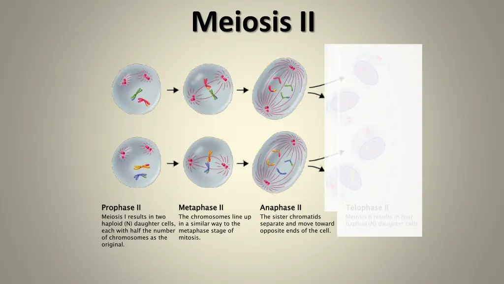 meiosis ii 2