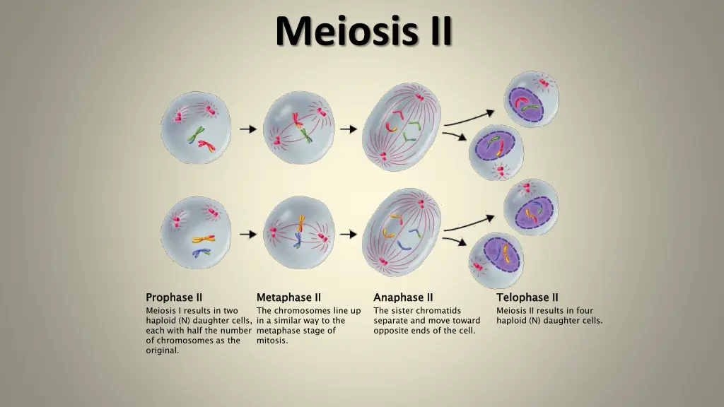 meiosis ii 3