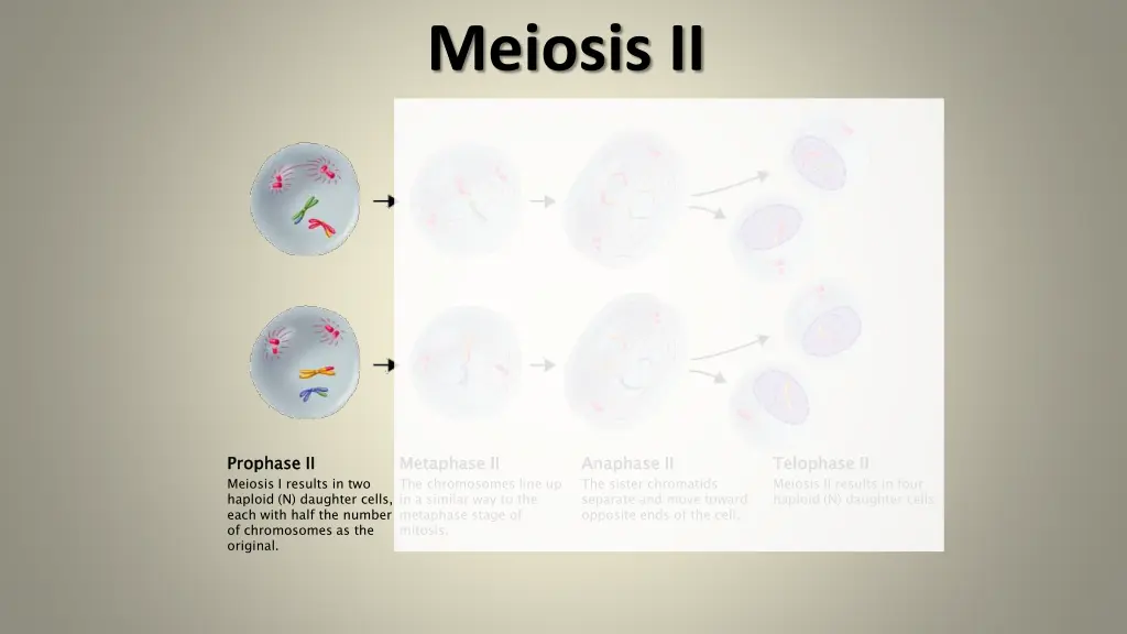 meiosis ii