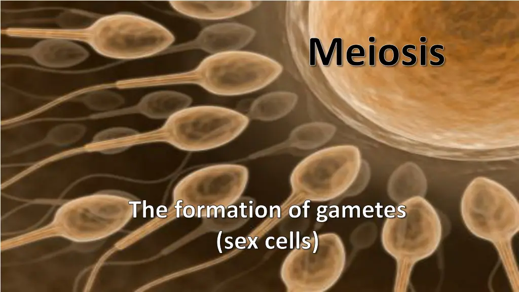 meiosis