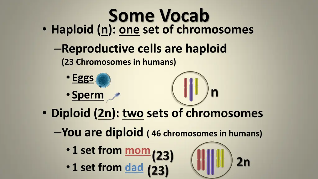 some vocab