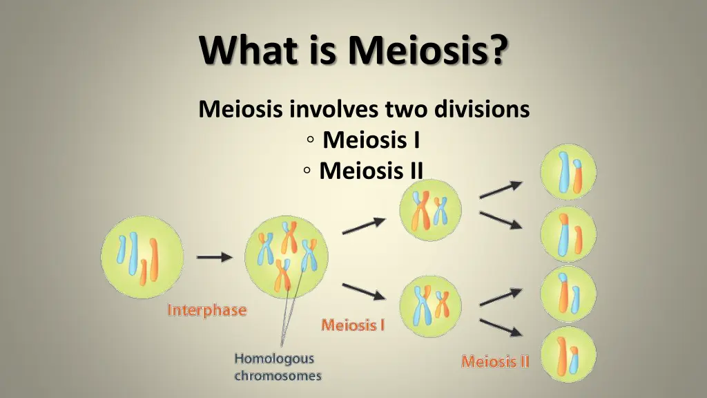 what is meiosis 1