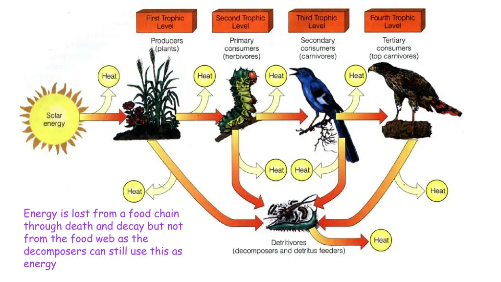 energy is lost from a food chain through death