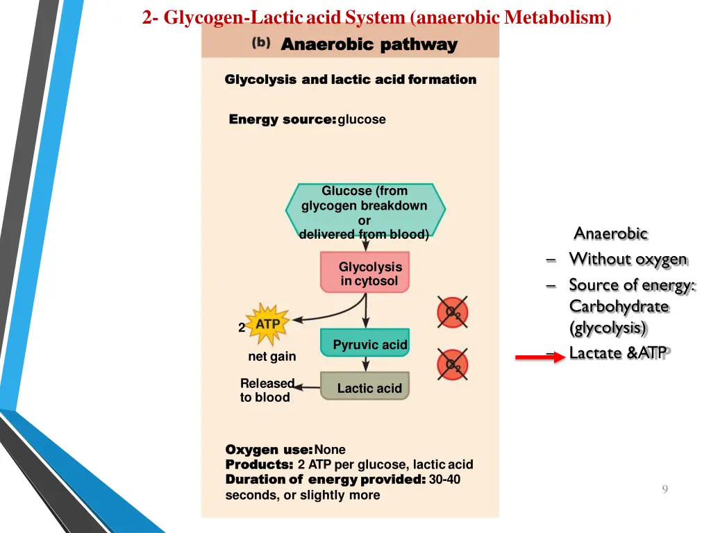2 glycogen lacticacidsystem anaerobic metabolism