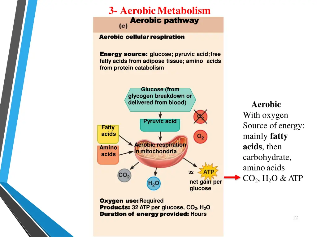 3 aerobicmetabolism aerobic aerobic pathway