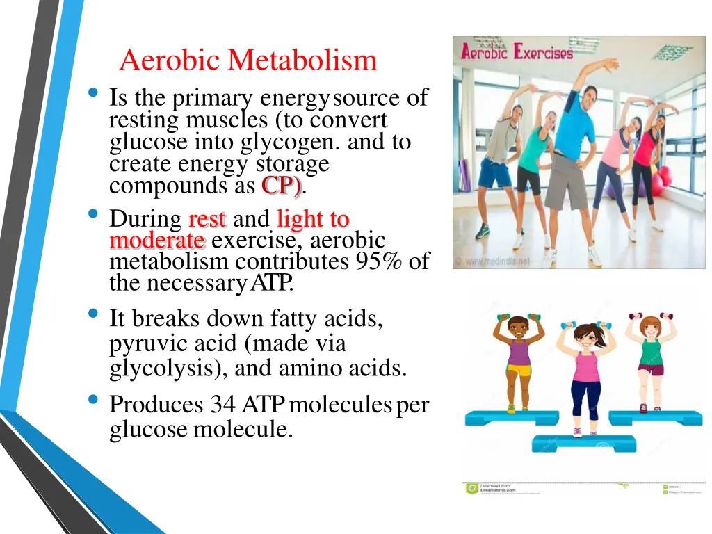 aerobic metabolism is the primary energysource