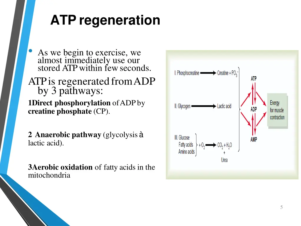 atpregeneration