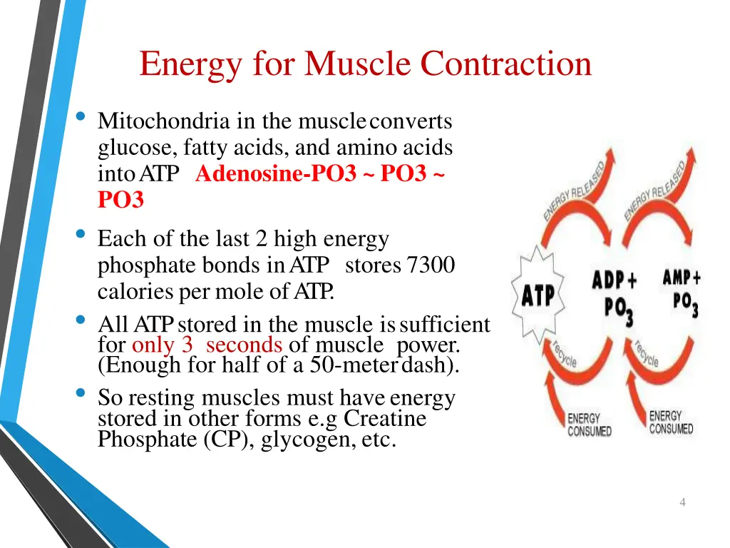 energy for muscle contraction mitochondria