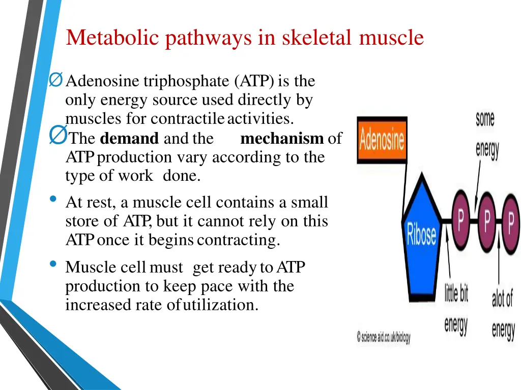 metabolic pathways in skeletal muscle