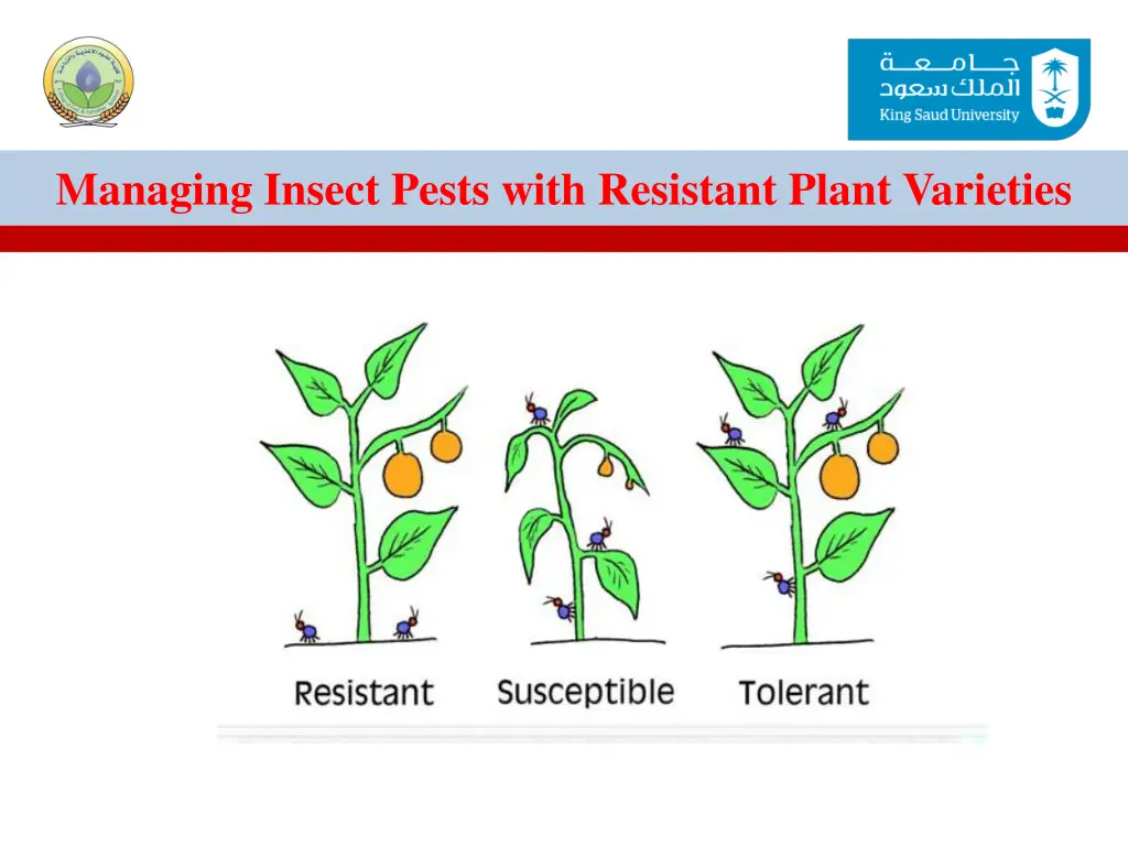 managing insect pests with resistant plant 5