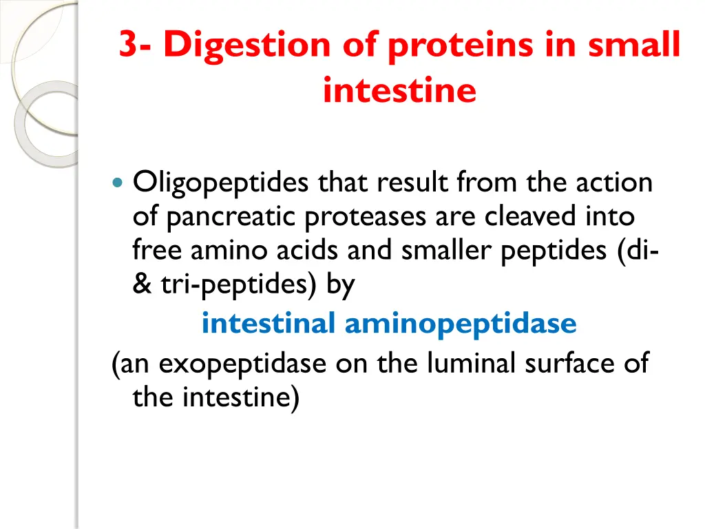 3 digestion of proteins in small intestine